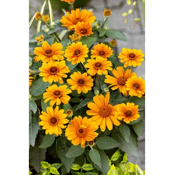 Semeno Janeba drsná 'Scabra' 2 ks