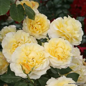 Sazenice Kordes Roses Velkokvětá růže Kordes 'Sunny Sky®' 2l kontejner