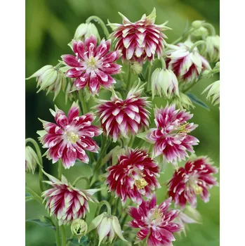 Semeno Orlíček 'Nora barlow' 3 ks