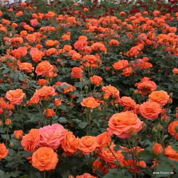 Sazenice Kordes Roses Mnohokvětá růže Kordes 'Phoenix®' 2l kontejner