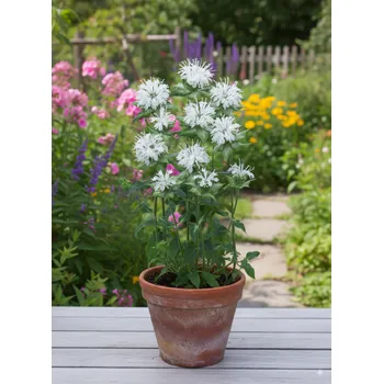 Semeno Zavinutka 'Schneewittchen' 1 ks