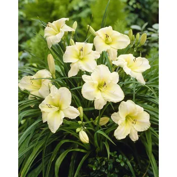 Semeno Denivka 'Arctic Snow' 1 ks