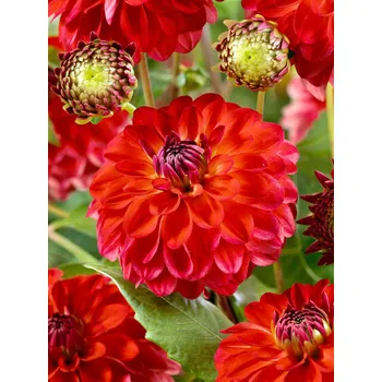 Semeno Jiřina 'Hullegie' 1 ks