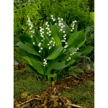 Semeno Konvalinka 'Majalis' 3 ks