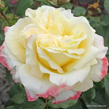 Sazenice Kordes Roses Velkokvětá růže Kordes 'Athena' 2l kontejner