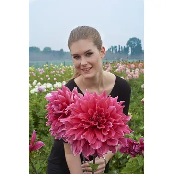 Semeno Jiřina 'Emory paul ' 1 ks