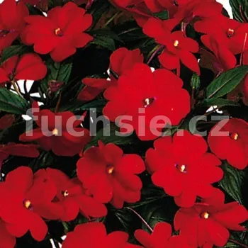 Impantiens Neu Guinea červený Balzamína - 020