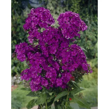 Semeno Plamenka 'Nicky' 3 ks