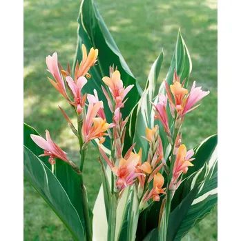 Semeno Dosna 'Stuttgart' 1 ks