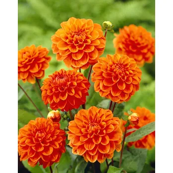 Semeno Jiřina 'Orange nugget' 1 ks