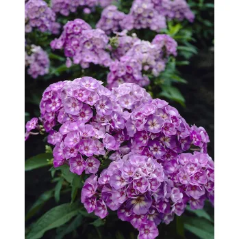 Semeno Plamenka 'Laura' 3 ks