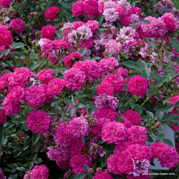 Sazenice Kordes Roses Miniaturní růže Kordes 'Roxy®' 2l kontejner