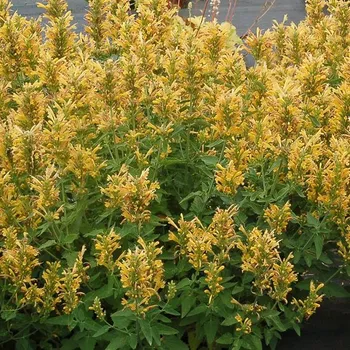 Agastache hybridaKudos Yellow- žluté