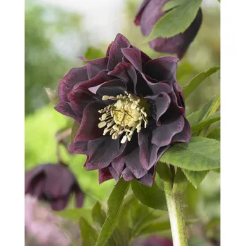 Semeno Čemeřice 'Double Ellen Purple' 1 ks