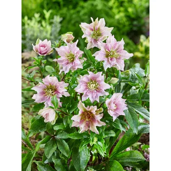 Semeno Čemeřice 'Double Ellen Spotted Pink' 1 ks