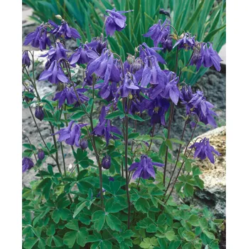 Semeno Orlíček 'Alpina' 3 ks