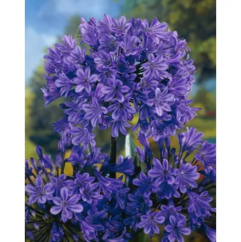 Semeno Kalokvět 'Blue giant' 1 ks