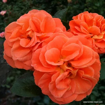 Sazenice Kordes Roses Mnohokvětá růže Kordes 'Mango®' 2 l kontejner