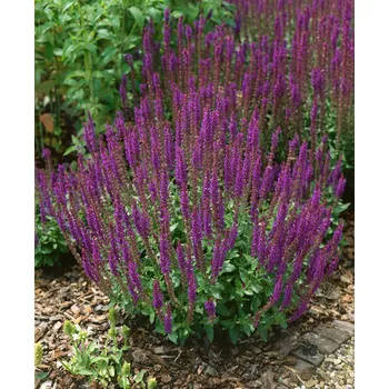 Semeno Šalvěj hajní 'Plumosa' 1 ks