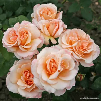 Sazenice Kordes Roses Velkokvětá růže Kordes 'Oh Happy Day®' 2l kontejner