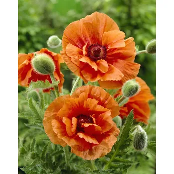 Semeno Mák velkokvětý 'Harvest moon' 1 ks