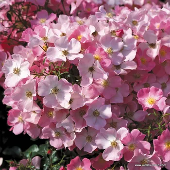 Sazenice Kordes Roses Mnohokvětá růže Kordes 'Fortuna®' 2l kontejner