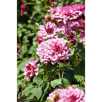 Semeno Jiřina 'Creme de cassis' 1 ks