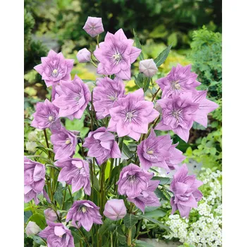 Semeno Boubelka růžová 'Platycodon grandiflorus' 3 ks