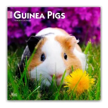 Diář Guinea Pigs - Meerschweinschen 2026 - 16-Monatskalender (EN)