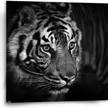 Obraz Sablio Obraz Černobílý tygr - 50x50 cm