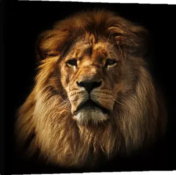 Obraz Sablio Obraz Lev - 50x50 cm