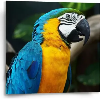 Obraz Sablio Obraz Ara - 50x50 cm