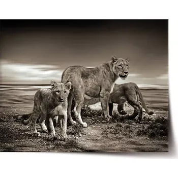 Plakát Sablio Plakát Lvice a lvíčata - 90x60 cm