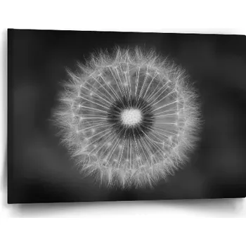 Obraz Sablio Obraz Černobílá pampeliška - 60x40 cm