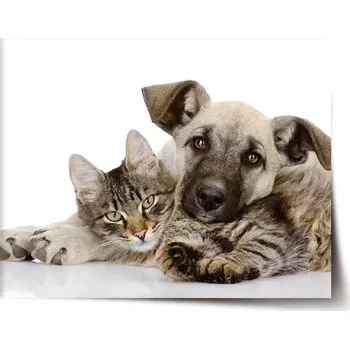 Plakát Sablio Plakát Kočička a štěňátko - 60x40 cm