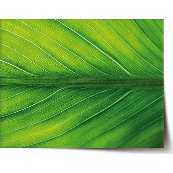 Plakát Sablio Plakát List 2 - 60x40 cm