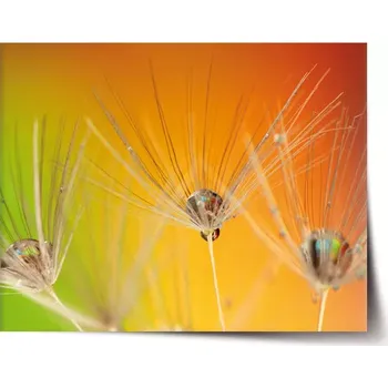 Plakát Sablio Plakát Odkvetlé pampelišky 2 - 60x40 cm