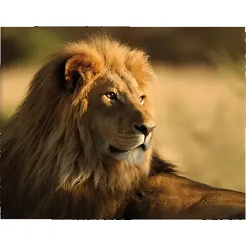 Plakát Sablio Plakát Lev 3 - 90x60 cm