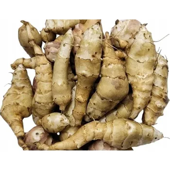 Vrták Topinambur Bílý Albik Sadba Bez Chemikálií Přírodní Zdravý Čerstvě Vykopaný 5 kg