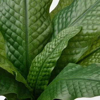 umělá květina IKEA FEJKA Umělá rostlina v květináči, Kapradina Microsorum Crocodyllus 40 cm