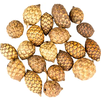 Dekorace - Cane fruit 20 ks