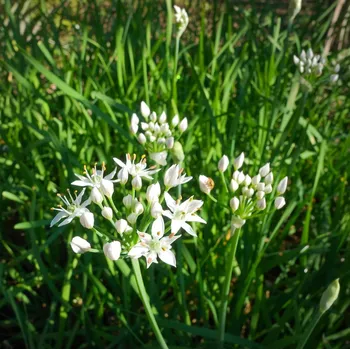 Semeno Pažitka čínská Neko - Allium tuberosum - semena pažitky - 20 ks