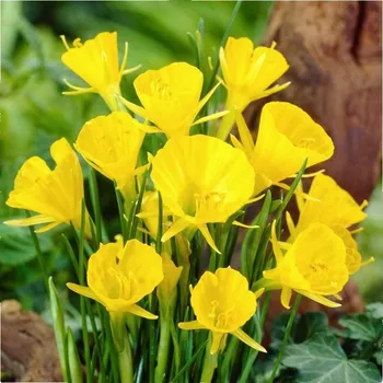 Sazenice Narcis Golden bells - Narcissus bulbocodium - cibule narcisu - 3 ks
