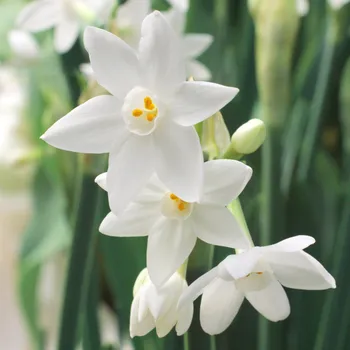 Semeno Narcis Paperwhite Ziva - Narcissus - cibule narcisu - 3 ks