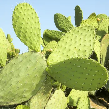 Semeno Opuncie - Indiánské fíky - Opuntia ficus-indica - semena opuncie - 7 ks