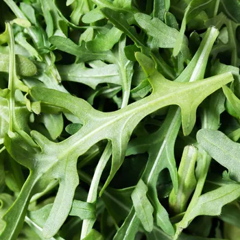 Semeno Semena rukoly Astra - výsevný disk - 5&nbsp;ks