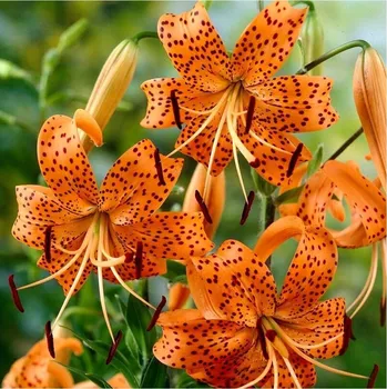 Sazenice Lilie Tigrinum - Lilium - cibule lilie - 1 ks
