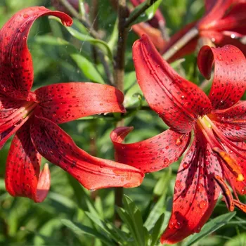 Sazenice Lilie Red Tiger - Lilium - cibule lilie - 1 ks