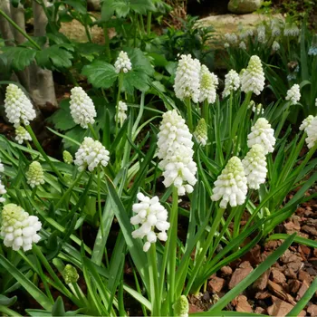 Semeno Modřenec White Magic - Muscari aucheri - cibule modřence - 5 ks