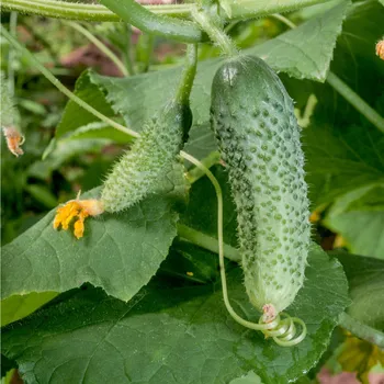 Semeno BIO Okurka nakládačka Diamant F1 - Cucumis sativus - bio semena okurky - 8 ks